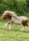 Cheval qui court