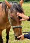 Bien être du cheval