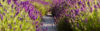 Champs de lavande